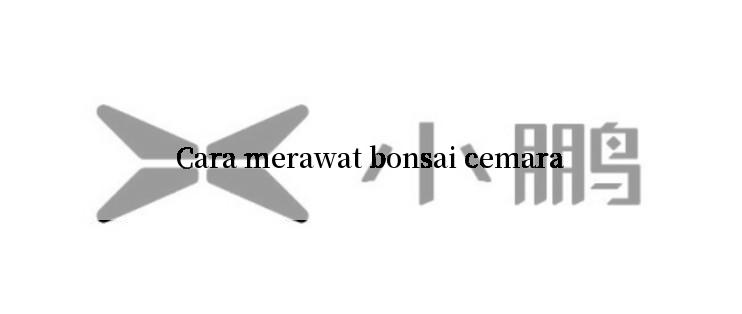 Cara merawat bonsai cemara